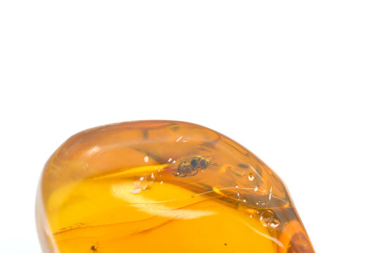 Fossilized wasp inside an amber stone. 25 million years old.