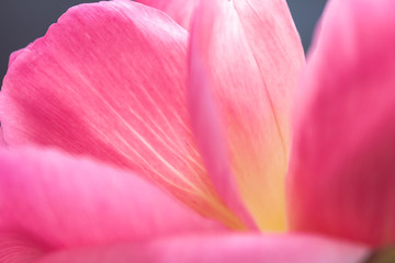 Obraz na płótnie Canvas Close up of pink peony flower 