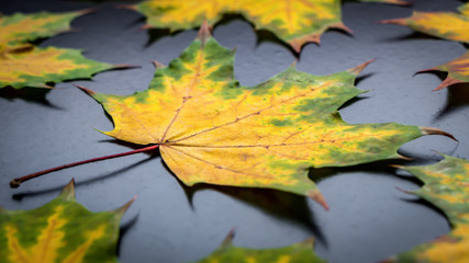 Das Herbstlaub zeigt sich in tollen Farben
