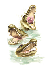 Three wild attacker from the water crocodiles or Alligators with open mouth. Watercolor hand drawn illustration, isolated on white background