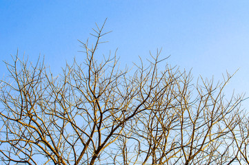 Leafless Tree in the sky