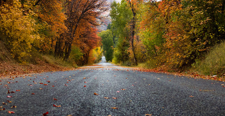 Fall Road To The Start - Powered by Adobe