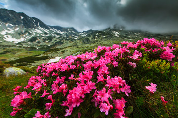 Obraz premium Beautiful scenery in the Transylvanian Alps, with pretty blooming spring flowers