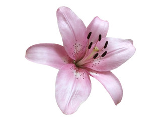 Flower of a pink lily on a white background