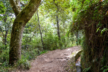 Hiking path in the forest during Levada dos Balcoes Trail in Madeira, Portugal. Irrigation system canal with a stream of water. Green trees around the way. Trekking in the wood