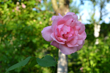 Beautiful pink rose flower in garden