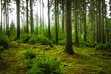 Blick in den grünen Wald nach dem Regen