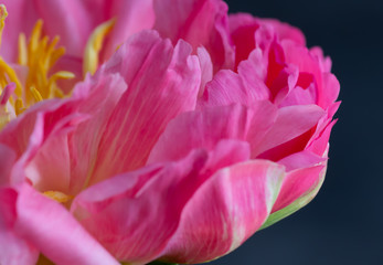 Fototapeta na wymiar Close Up Pink Flower on Black Background 