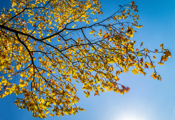 Tolle Herbst Stimmung - Die Sonne leuchtet durch die gelben Blätter der Bäume 