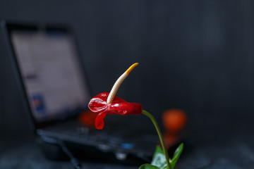 Anthurium flower on the background of a working computer on a black background