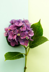 Fototapeta na wymiar Beautiful, vintage style flora background with hydrangea or hortensia bloosom in the garden