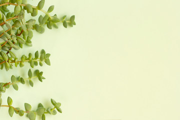 Fresh, natural background withh exotic succulent plant as a border