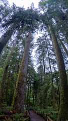 Cathedral Grove park Vancouver Island Canada with huge douglas trees and people in yellow rain...