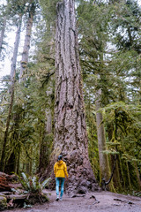 Cathedral Grove park Vancouver Island Canada with huge douglas trees and people in yellow rain...