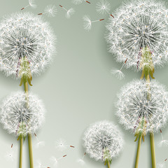 Fototapety  Beautiful grey background with dandelions blowing