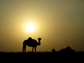 Fototapeta na wymiar Kamel Wüste Dubai