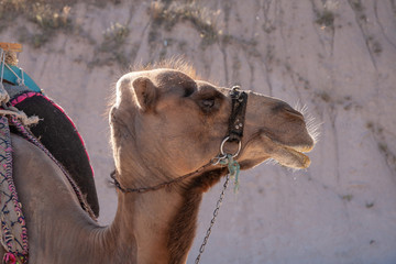 portrait of a Camel at  at Uchisar, Cappadocia, Turkey