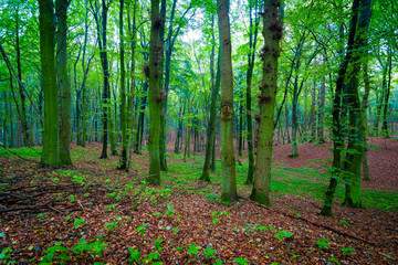 Fototapeta premium Nebel im Wald an einem Tag im Herbst - Insel Rügen