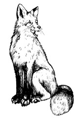 Hand drawn graphic vector illustration. Sketches of animals. Beautiful fox licks. Element design for poster, print, postcard, etc. Wild life drawing.