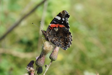 Butterflies Admiral  were very numerous last year.  
