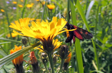 A butterfly in the park collects nectar from the flowers of a tree.