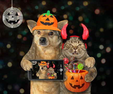 The dog with a smartphone and the cat in devil horns with a pumpkin bucket with candies made selfie together at the Halloween party.