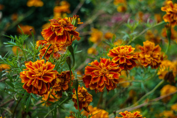 Beautiful marigold flowers in a rural garden.