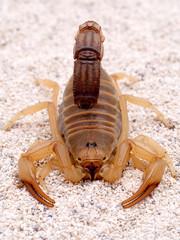 Highly venomous fattail scorpion, Androctonus australis, on sand, facing the camera. This species...