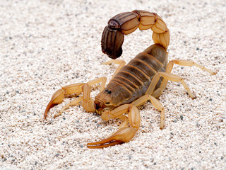 Highly venomous fattail scorpion, Androctonus australis, on sand, 3/4 view. This species from North...