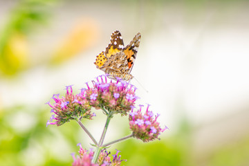 Painted Lady Butterfly collecting nectar