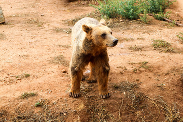skinny brown bear posing at the zoo