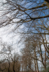 trees in winter