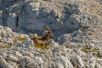 Ibex resting high in mountains