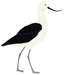 Birds collection Andean avocet Vector illustration Isolated object