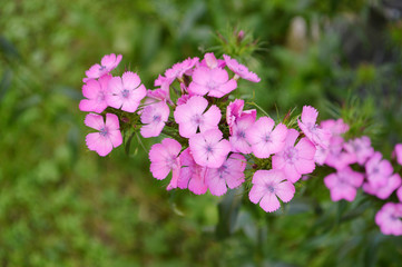 Obraz premium Dianthus barbatus, sweet William, popular ornamental plant in gardens.