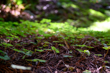 green clover field 