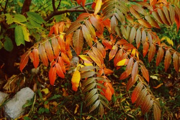 Obraz premium Autumn mood. Composition of red, yellow and green leaves of the tree. Art toning 