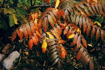 Obraz premium Autumn mood. Composition of red, yellow and green leaves of the tree. Art toning 