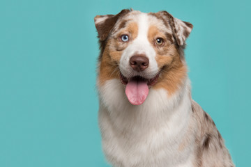 Portrait of a cute australian shepherd dog with tongue sticking out on a blue background
