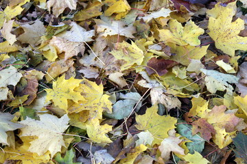 leaf litter