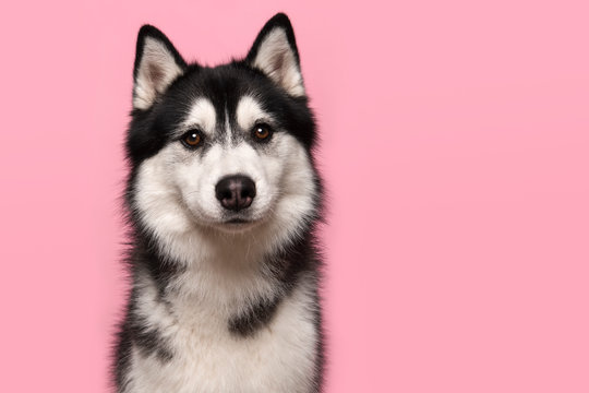 49 315 最適な シベリアン ハスキー 画像 ストック写真 ベクター Adobe Stock