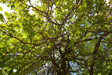 Fototapeta na wymiar Green leaves on the sunny day