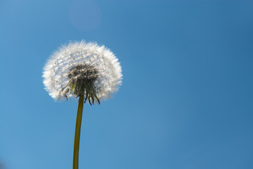 Dandelion blowball flower on a blue sky with copy space