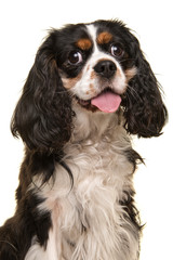 Portrait of a king charles spaniel looking at the camera isolated on a white background