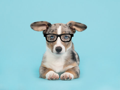 Cute blue merle welsh corgi puppy with blue eyes wearing black glasses on a blue background