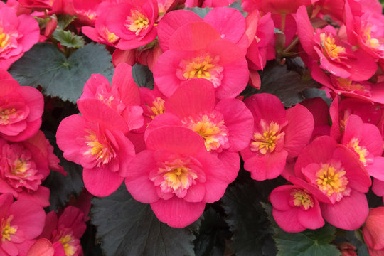 Full frame image of red blooming begonia flowers