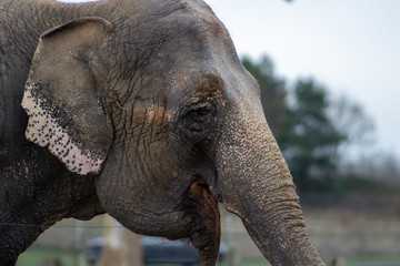 Fototapeta na wymiar elephant in zoo