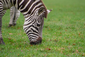 Fototapeta na wymiar zebra on grass