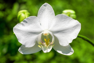 White phalaenopsis on a white background. White orchid close-up.
