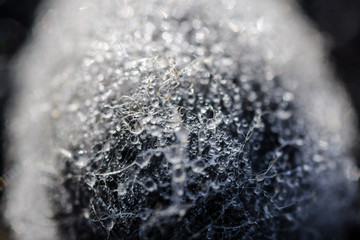 water drops on the cocoon